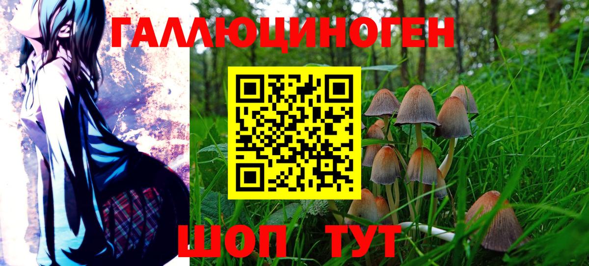 Галлюциногенные грибы Psilocybine cubensis Магадан