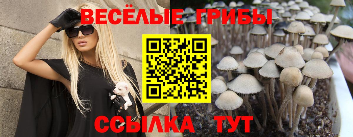 Магадан  Псилоцибиновые грибы Cubensis  Вход с VPN 